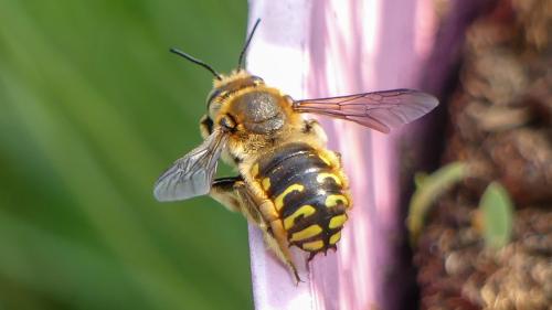 Réf. 324 820 : Anthidium manicatum